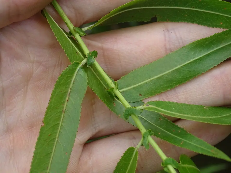 Black Willow (Salix nigra)