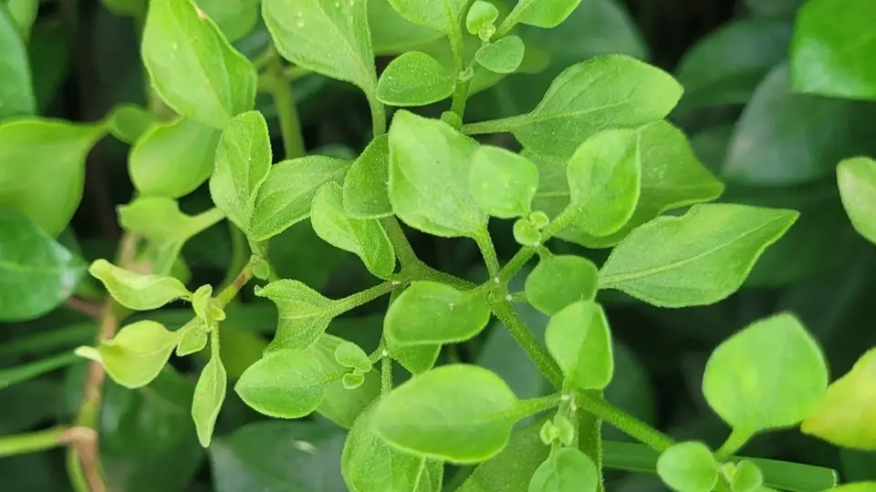 Cock's-Eggs (Salpichroa origanifolia)