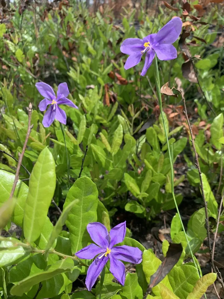 Bartram's Ixia (Salpingostylis caelestina)