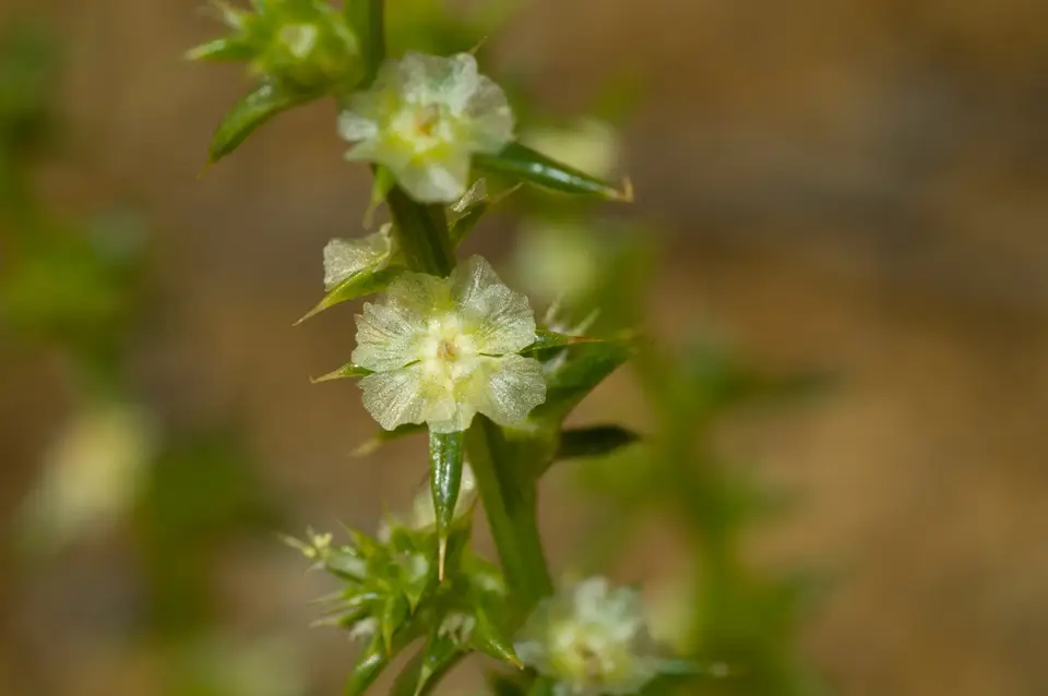 Saltwort (Salsola kali)