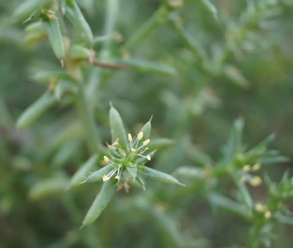 Salsola pontica (Salsola pontica)