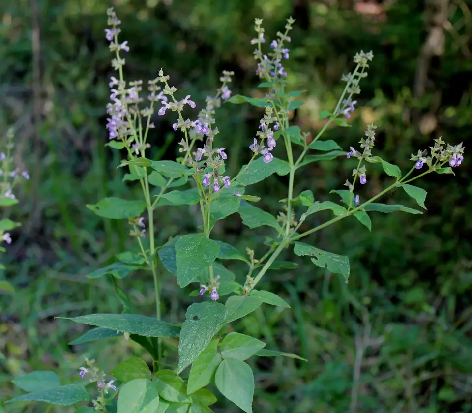 Chapman's Sage (Salvia chapmanii)