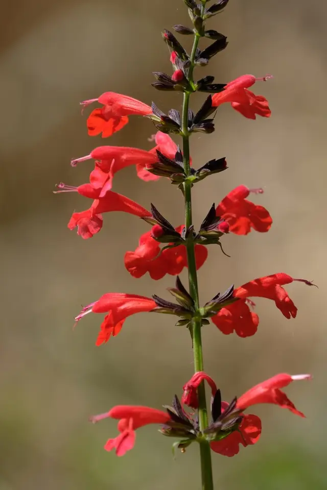 Tropical Sage (Salvia coccinea)
