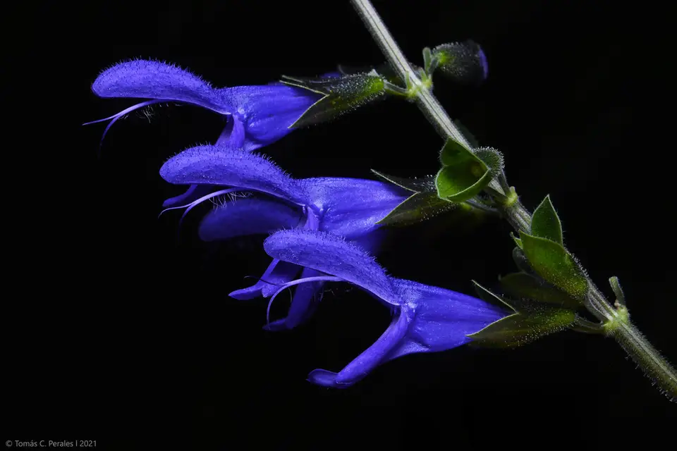 Anise-Scented Sage (Salvia guaranitica)