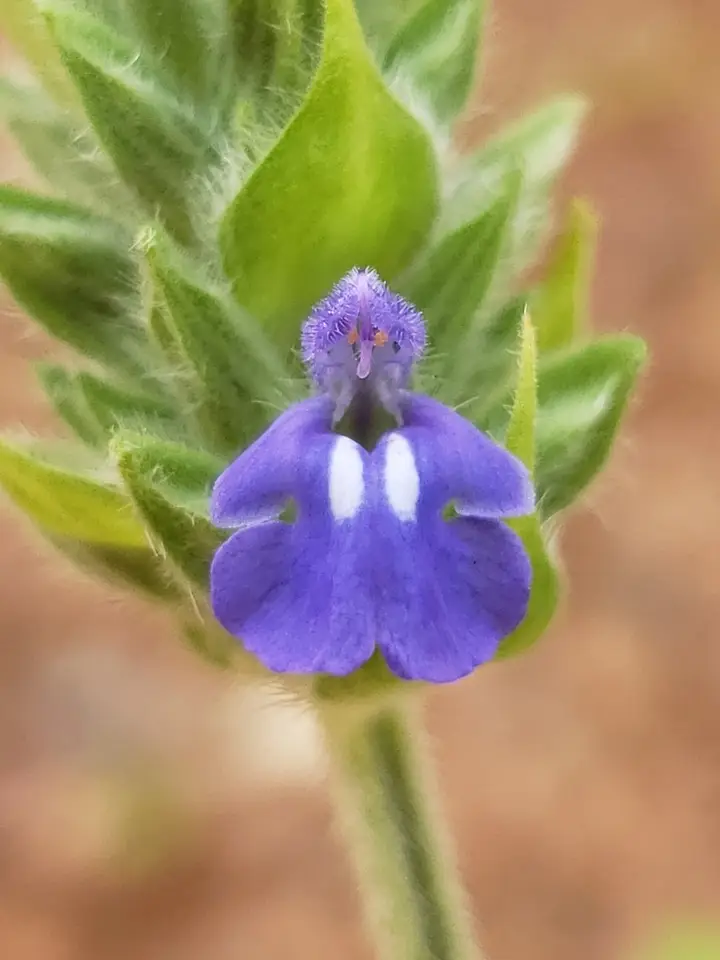 Chia (Salvia hispanica)