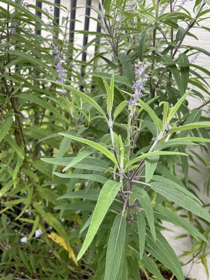 Mexican Bush Sage (Salvia leucantha)