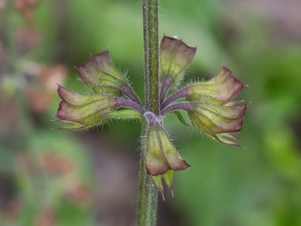 Lyreleaf Sage (Salvia lyrata)