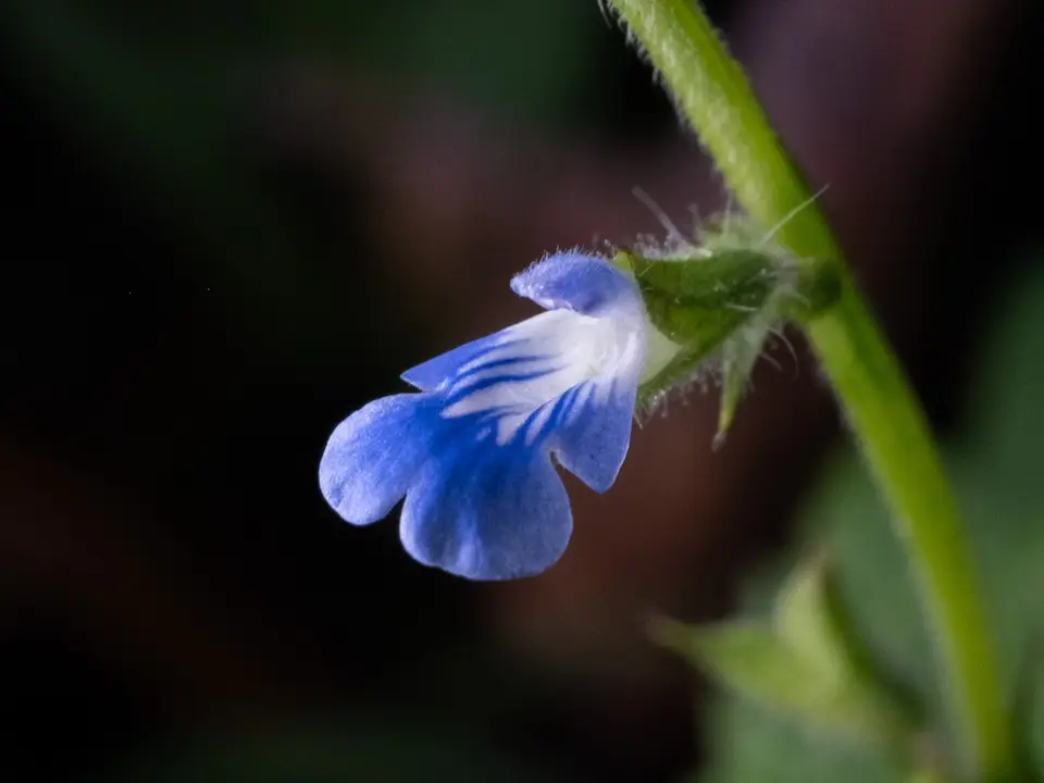 River Sage (Salvia misella)