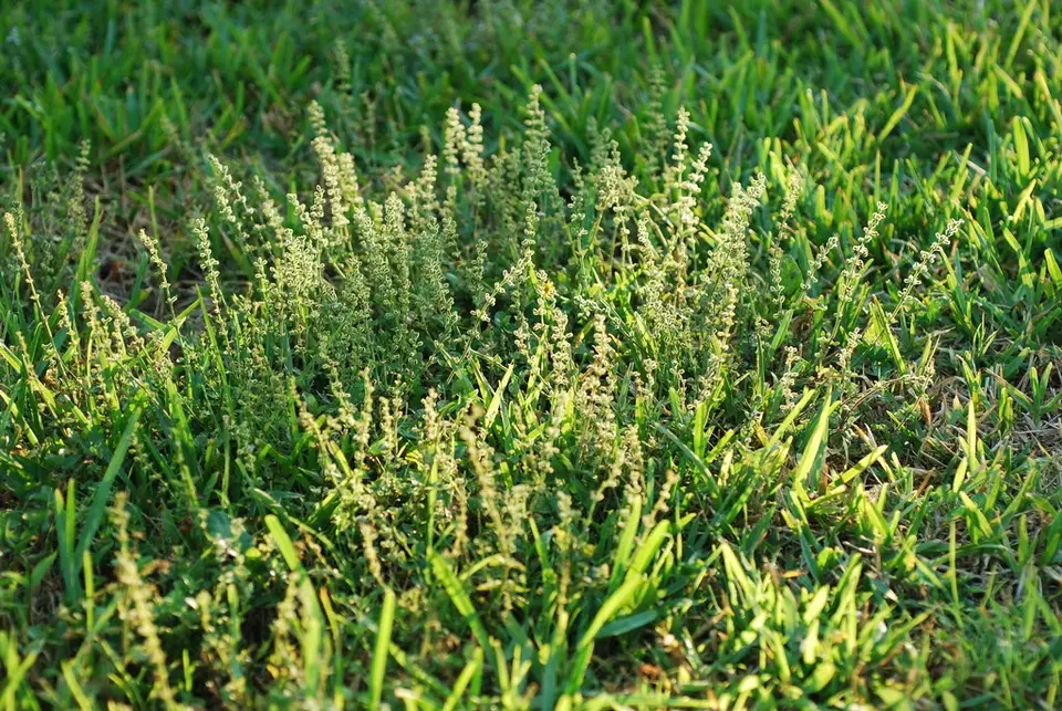 West Indian Sage (Salvia occidentalis)