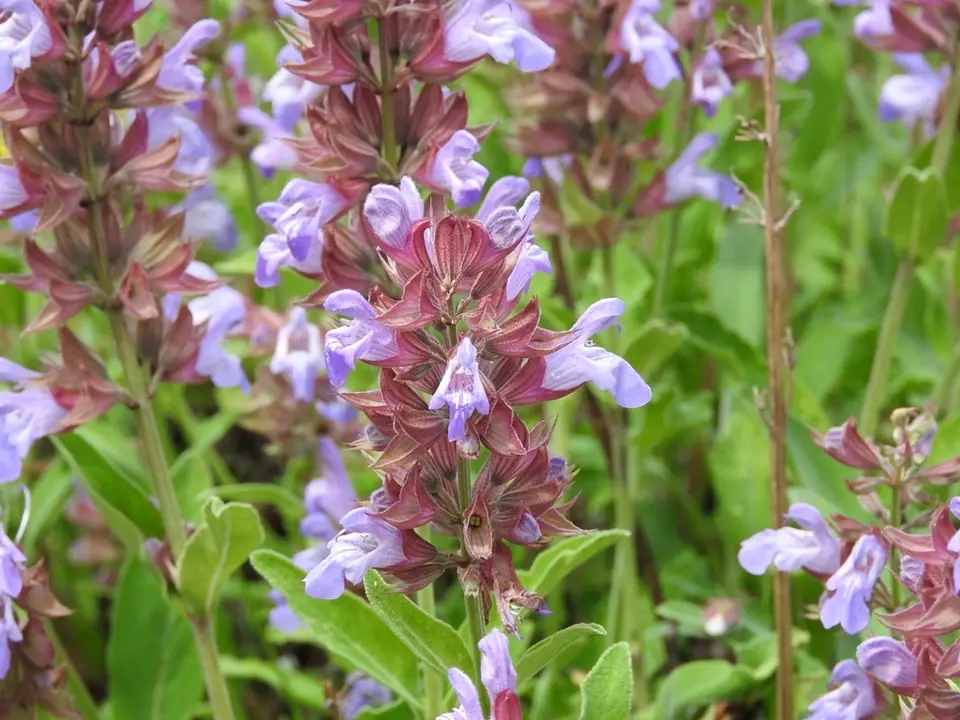 Garden Sage (Salvia officinalis)