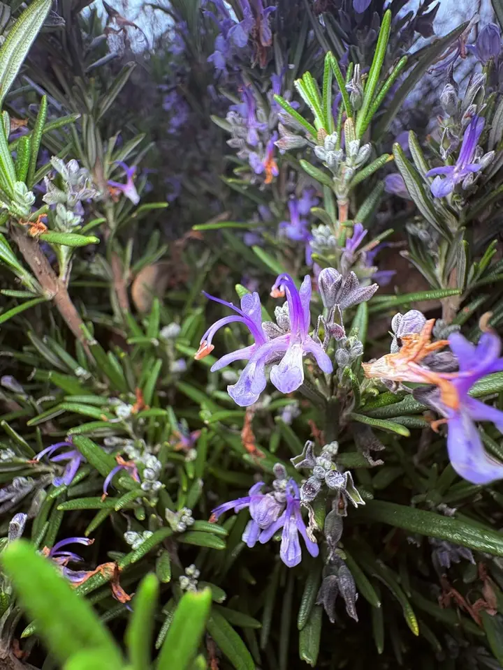Rosemary (Salvia rosmarinus)