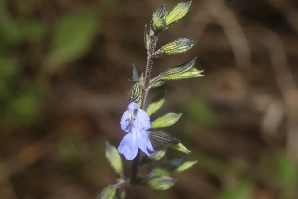 Littlewoman (Salvia serotina)