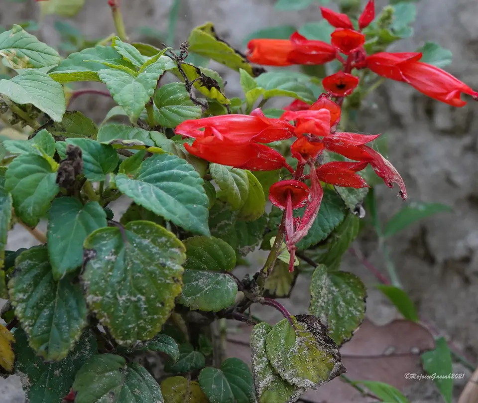 Scarlet Sage (Salvia splendens)
