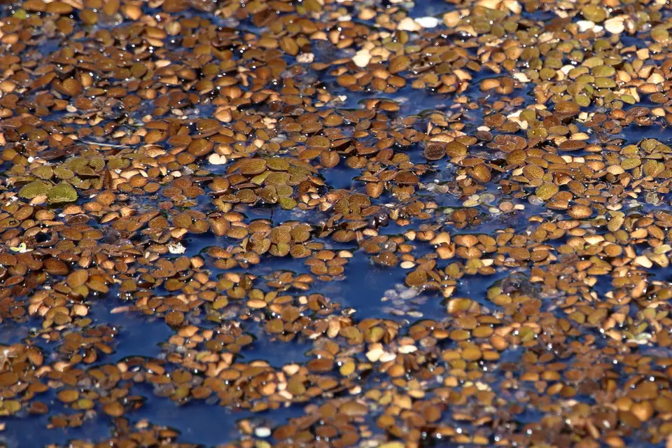 Water Spangles (Salvinia minima)