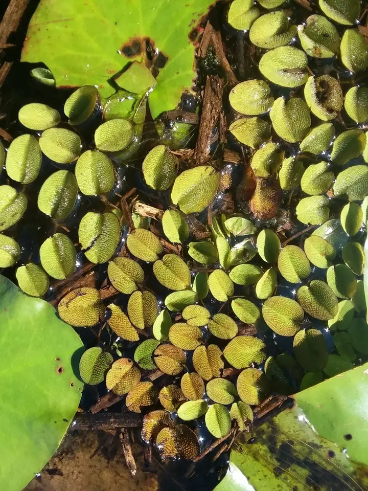 Giant Salvinia (Salvinia molesta)