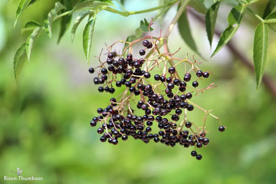 American Black Elderberry (Sambucus canadensis)