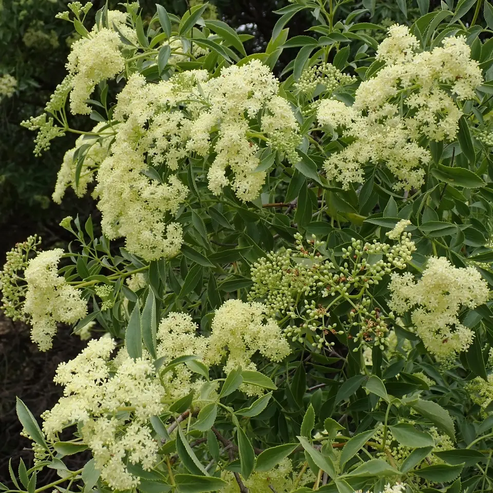 Blue Elderberry (Sambucus mexicana)