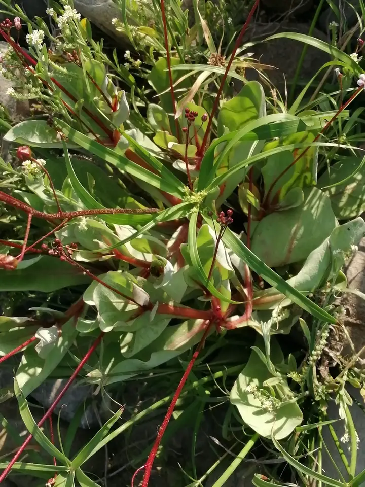 Limewater Brookweed (Samolus ebracteatus)