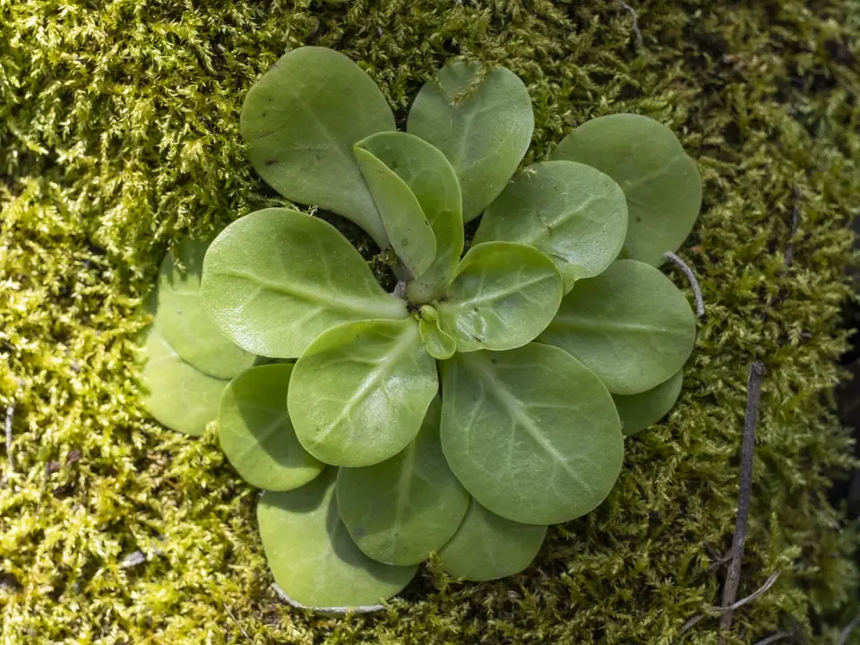 Seaside Brookweed (Samolus parviflorus)