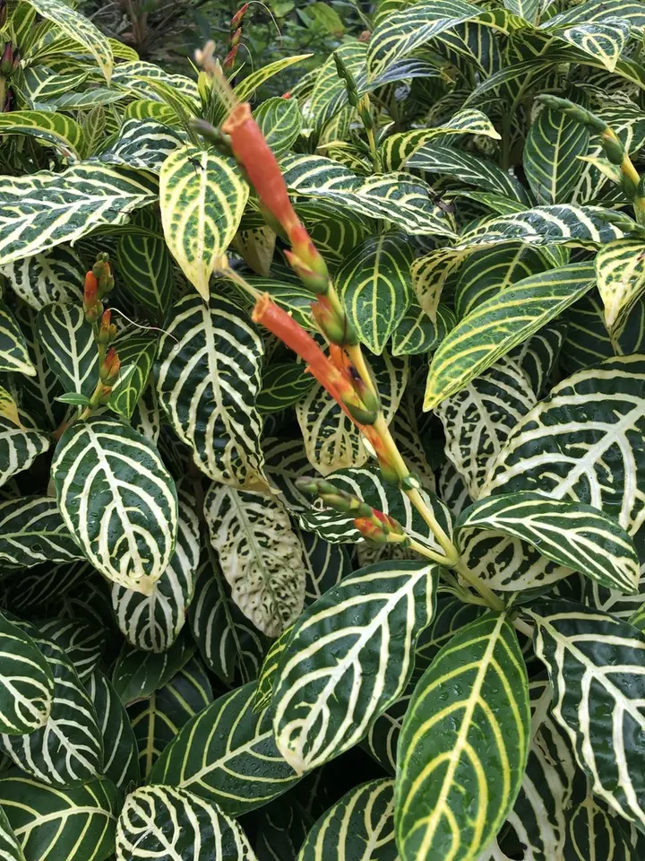 Sanchezia tigrina (Sanchezia tigrina)