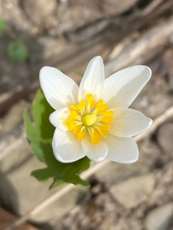 Bloodroot (Sanguinaria canadensis)