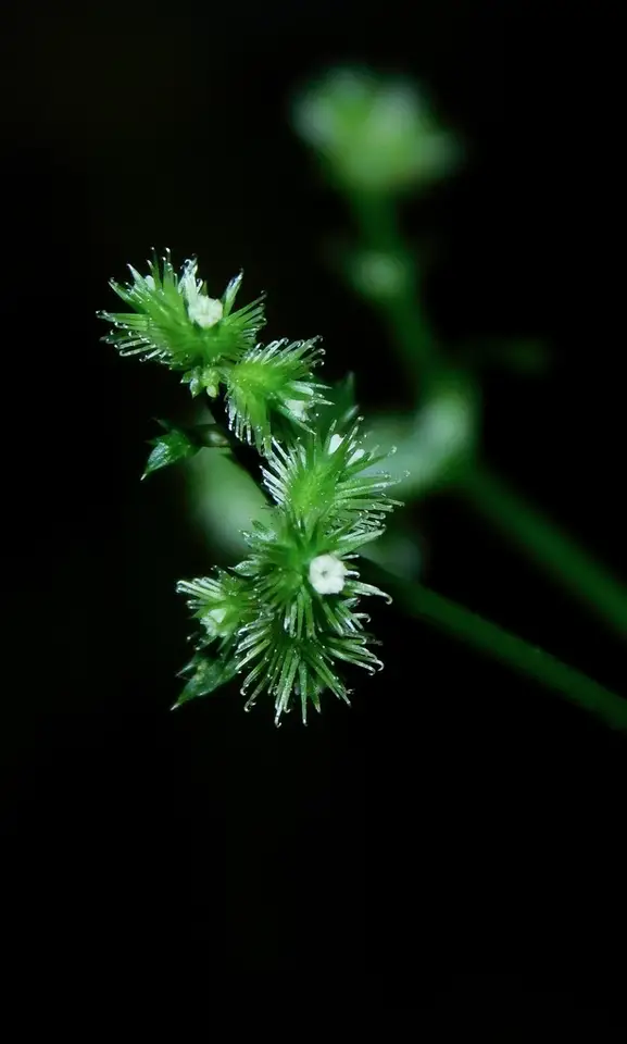 Black Snakeroot (Sanicula canadensis)
