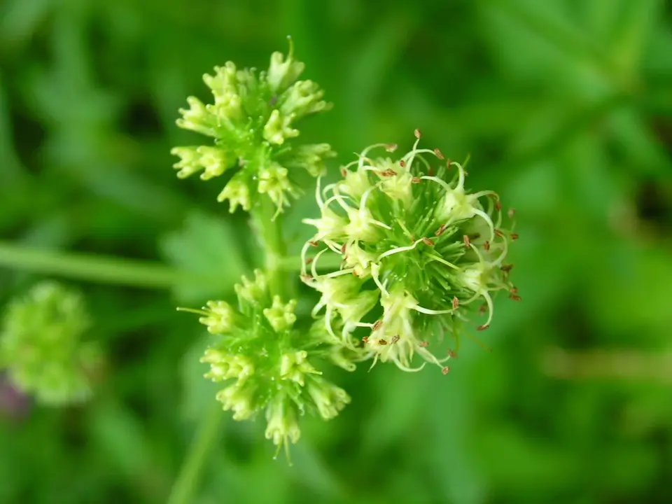 Maryland Sanicle (Sanicula marilandica)