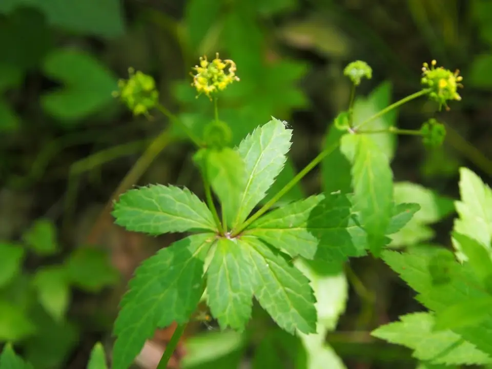 Clustered Sanicle (Sanicula odorata)
