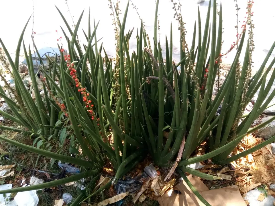 African Spear (Sansevieria cylindrica)