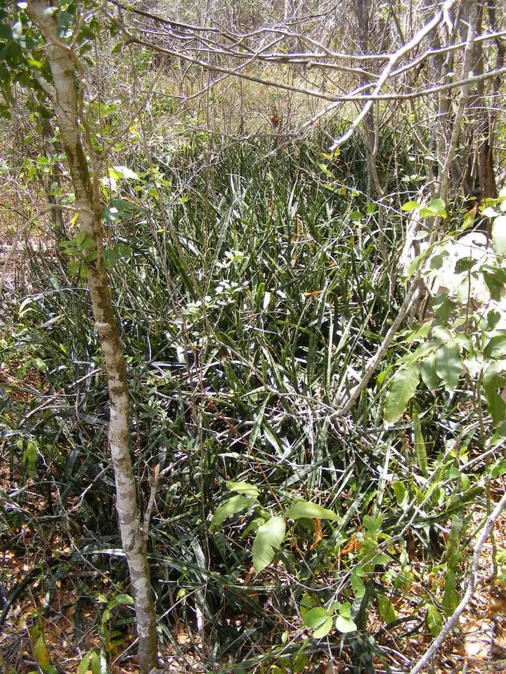 Sansevieria ebracteata (Sansevieria ebracteata)