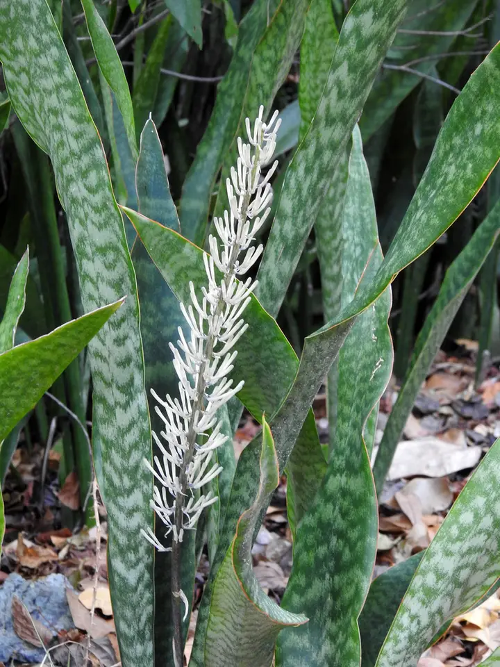Mother-In-Law's Tongue (Sansevieria hyacinthoides)