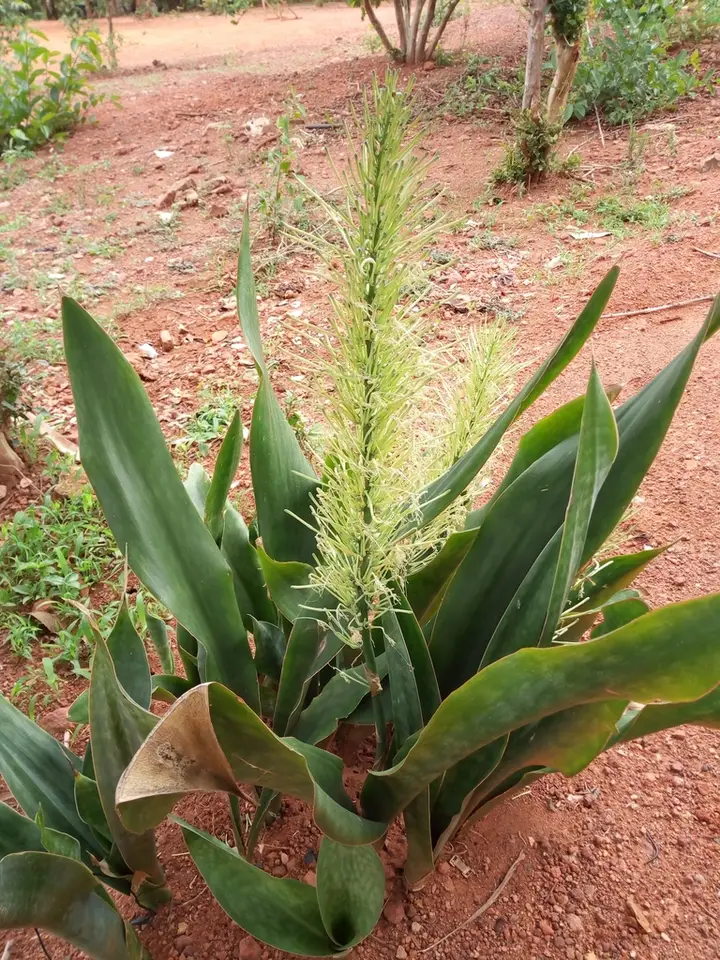 Whale Fin Snake Plant (Sansevieria masoniana)