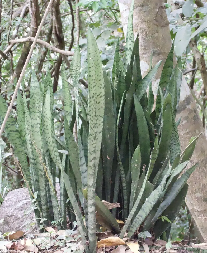 Snake Plant (Sansevieria trifasciata)