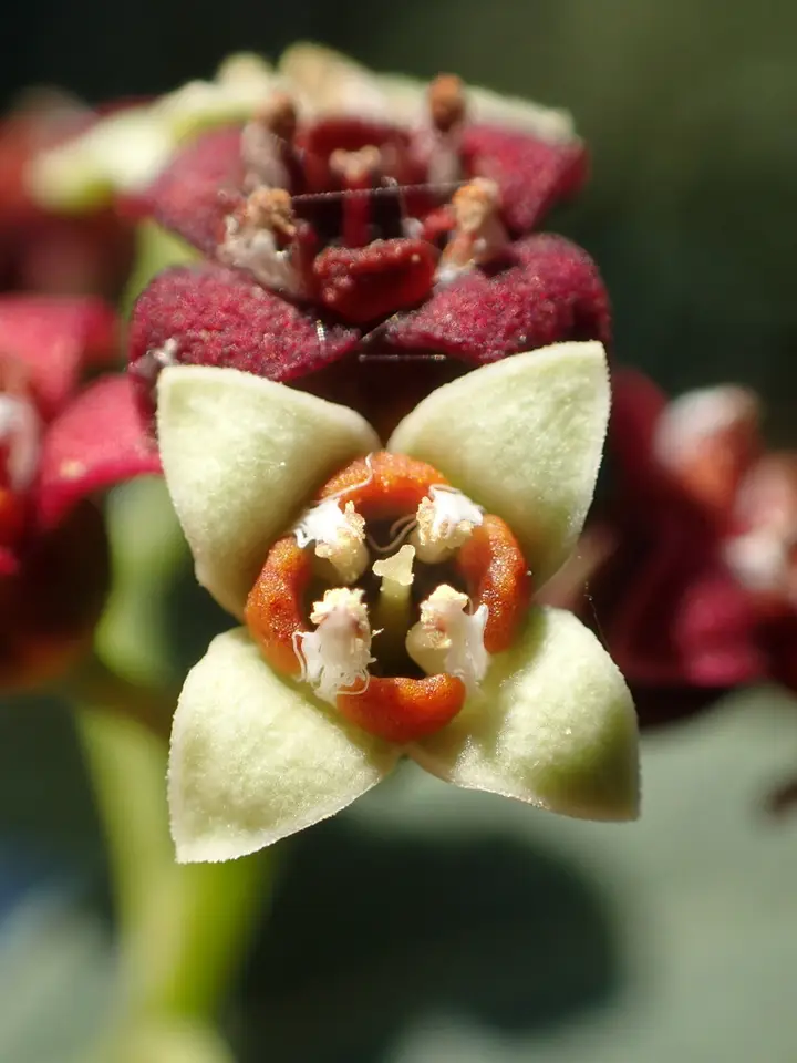 Indian Sandalwood (Santalum album)