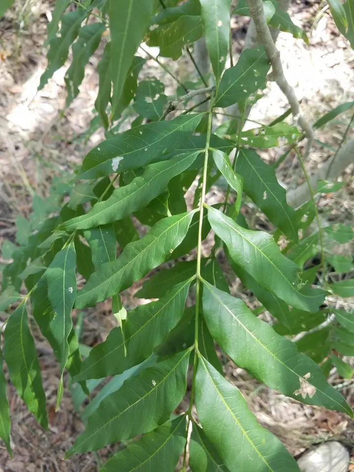 Florida Soapberry (Sapindus marginatus)