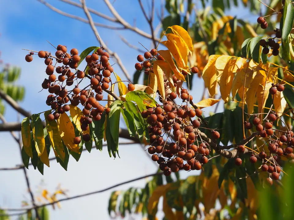 Reetha (Sapindus mukorossi)