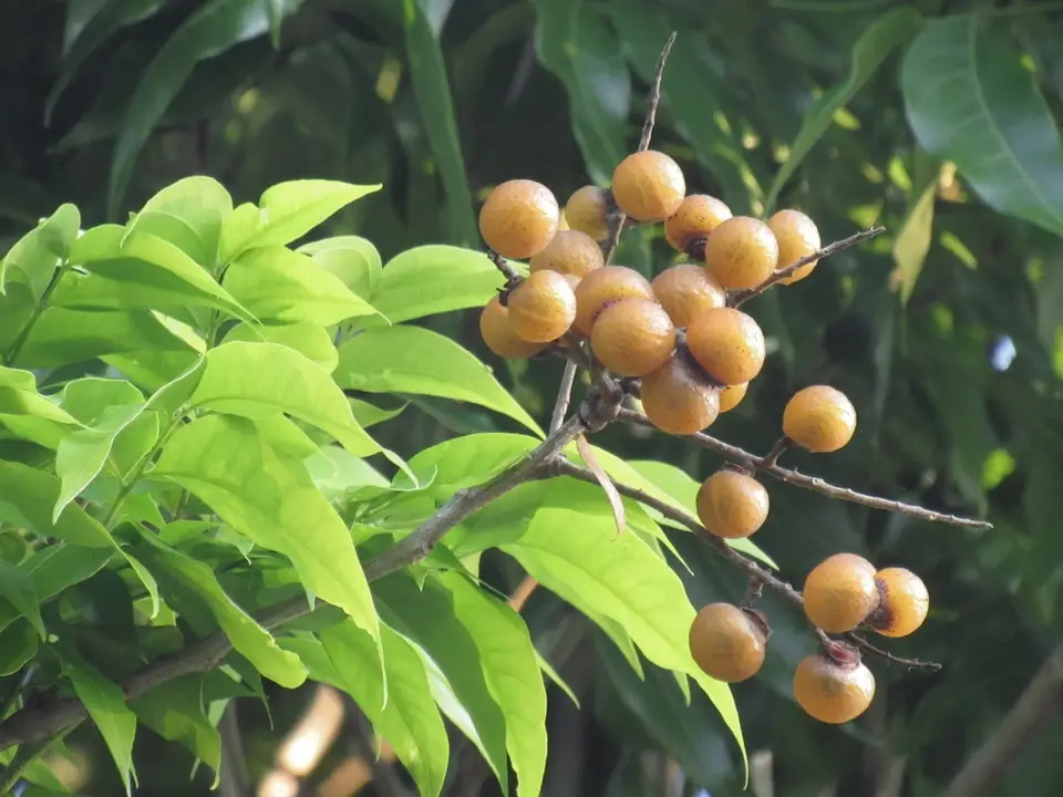 Wingleaf Soapberry (Sapindus saponaria)