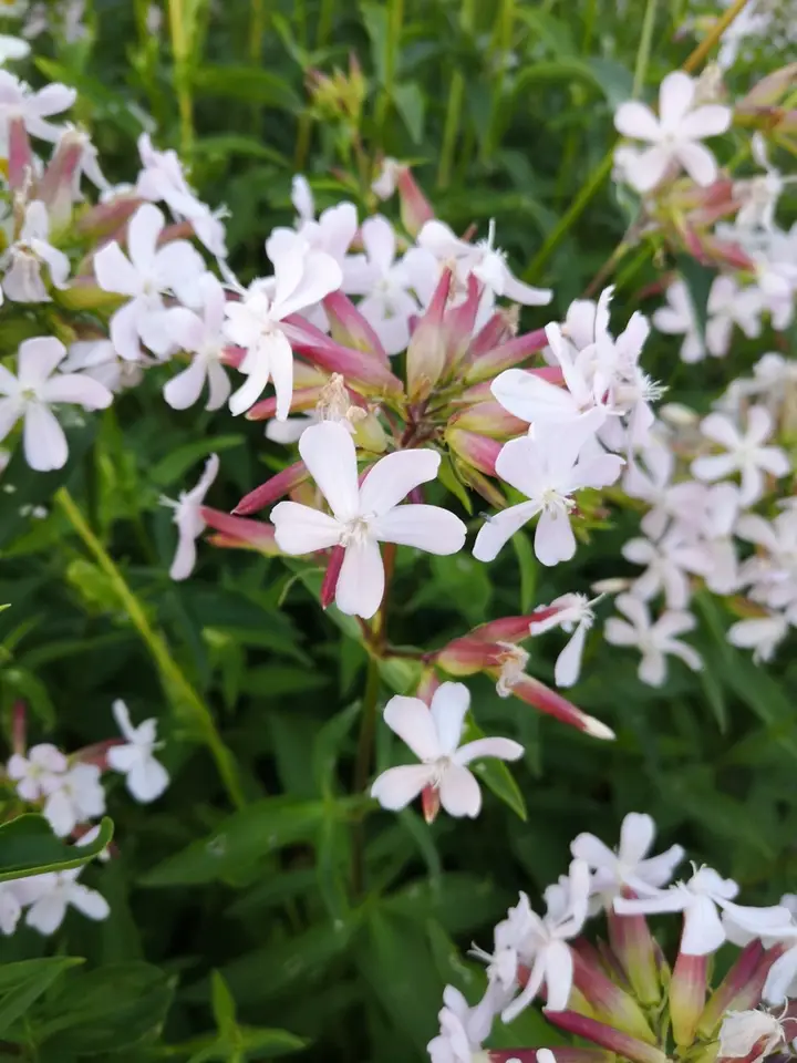 Common Soapwort (Saponaria officinalis)