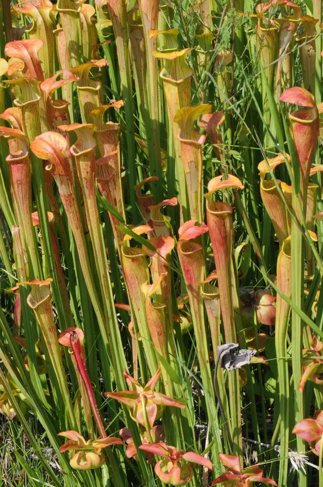 Pale Pitcher Plant (Sarracenia alata)