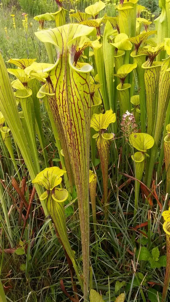 Yellow Pitcher Plant (Sarracenia flava)