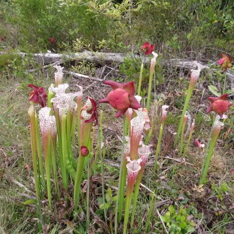 White Pitcher Plant (Sarracenia leucophylla)