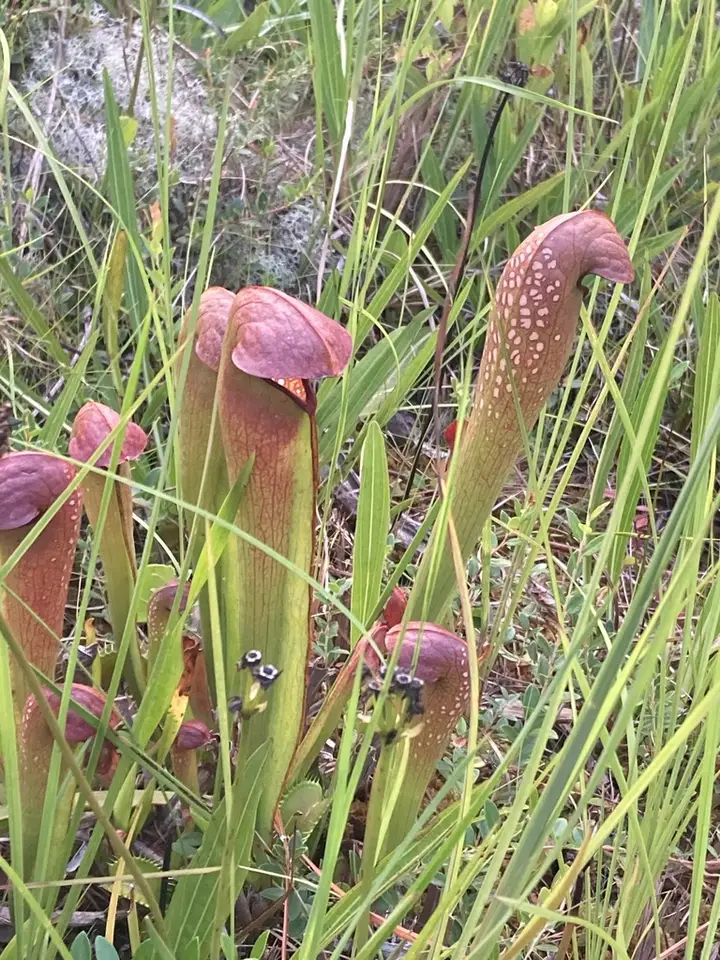 Hooded Pitcher Plant (Sarracenia minor)