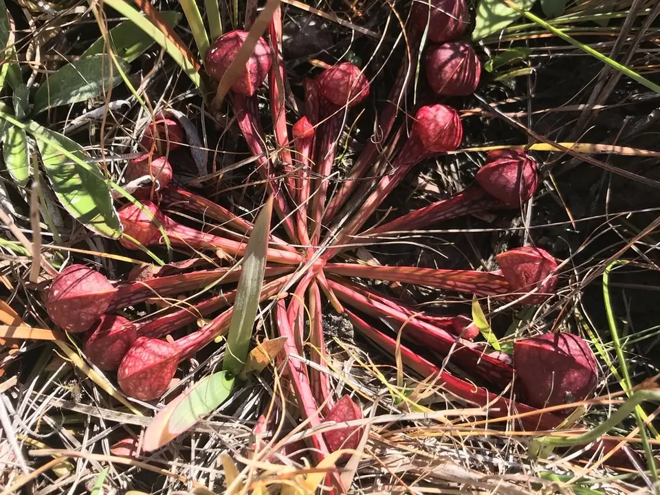 Parrot Pitcher Plant (Sarracenia psittacina)
