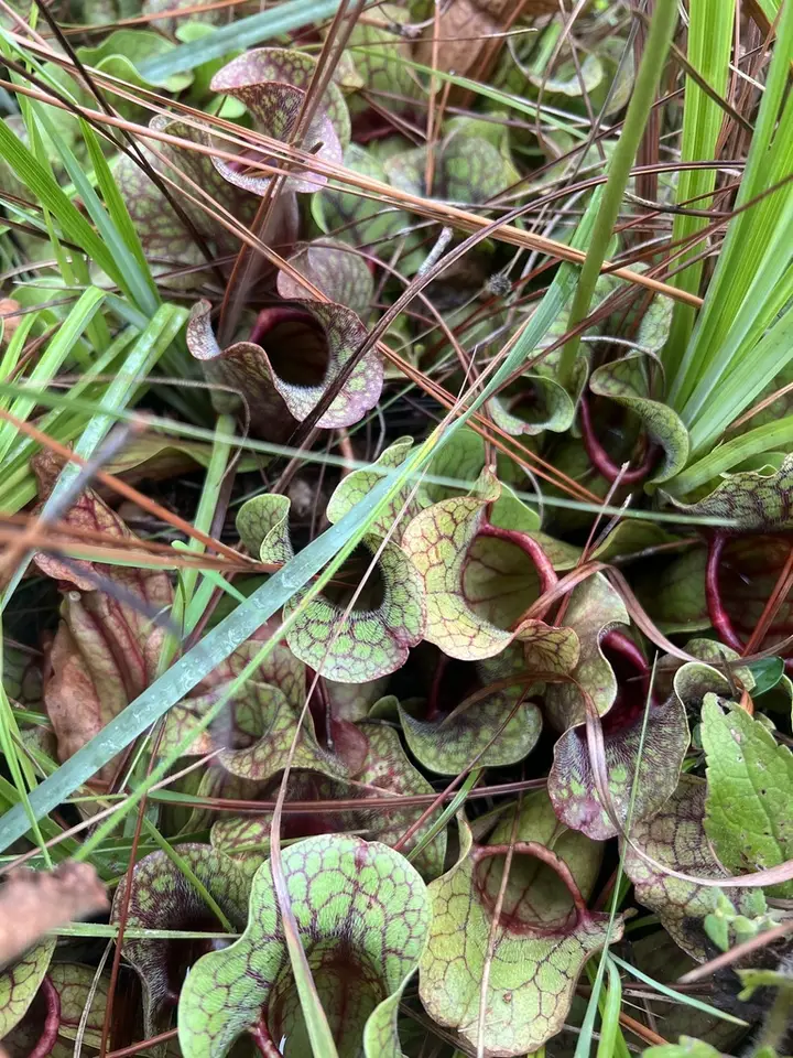 Burk's Southern Pitcher Plant (Sarracenia rosea)