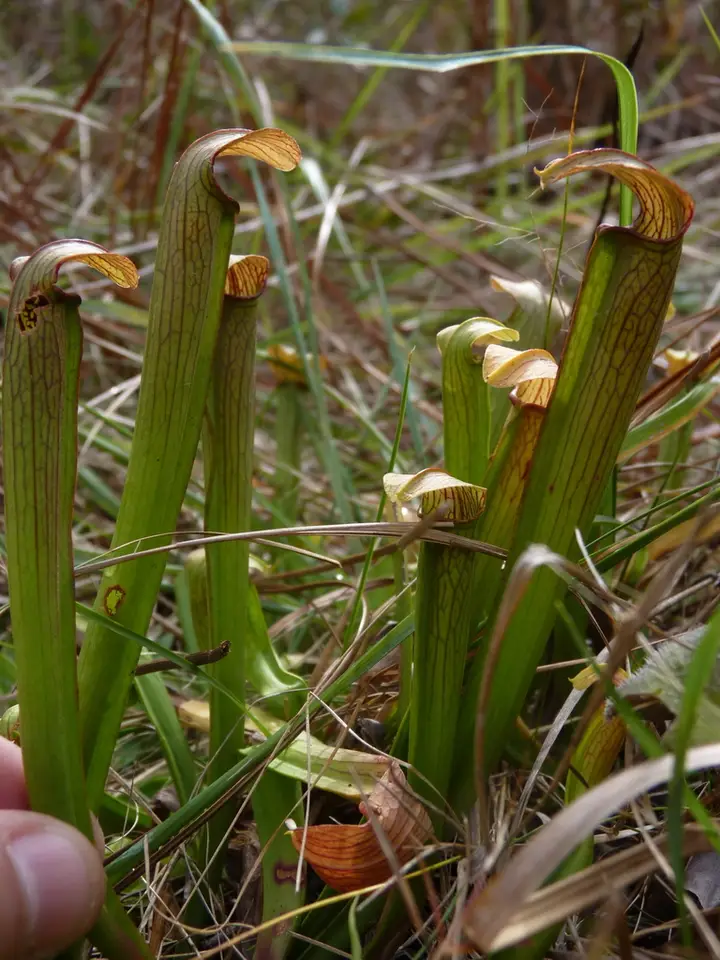 Sweet Pitcher Plant (Sarracenia rubra)