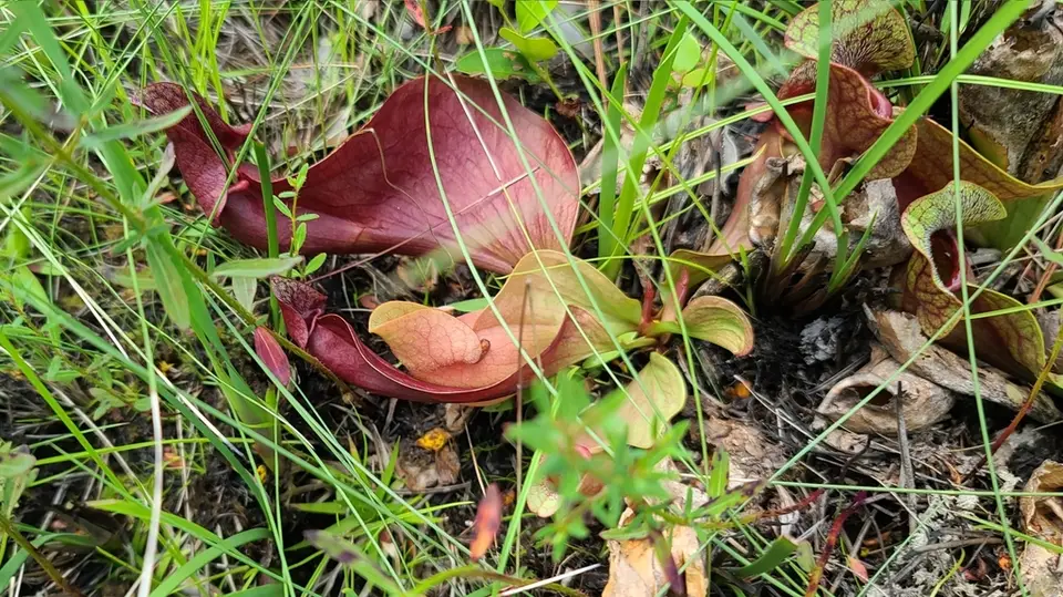 Court's Pitcher Plant (Sarracenia × courtii)