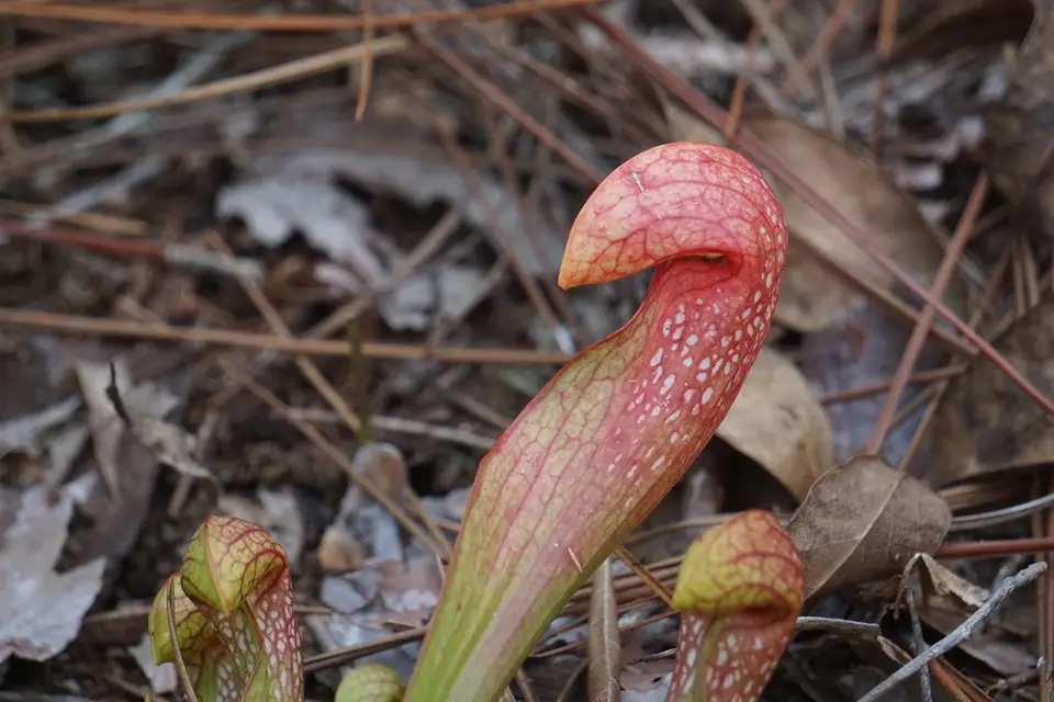 Formosa Pitcher Plant (Sarracenia × formosa)
