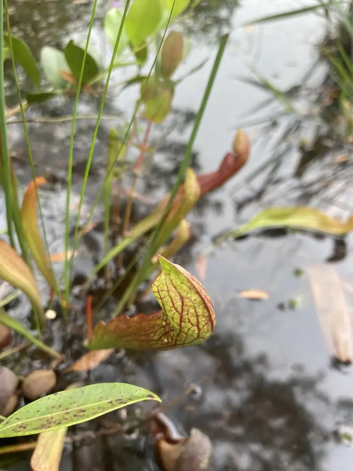 Gilpin's Pitcher Plant (Sarracenia × gilpinii)