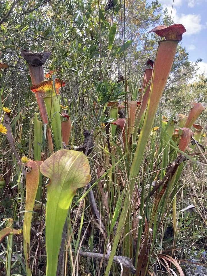 Harper's Pitcher Plant (Sarracenia × harperi)