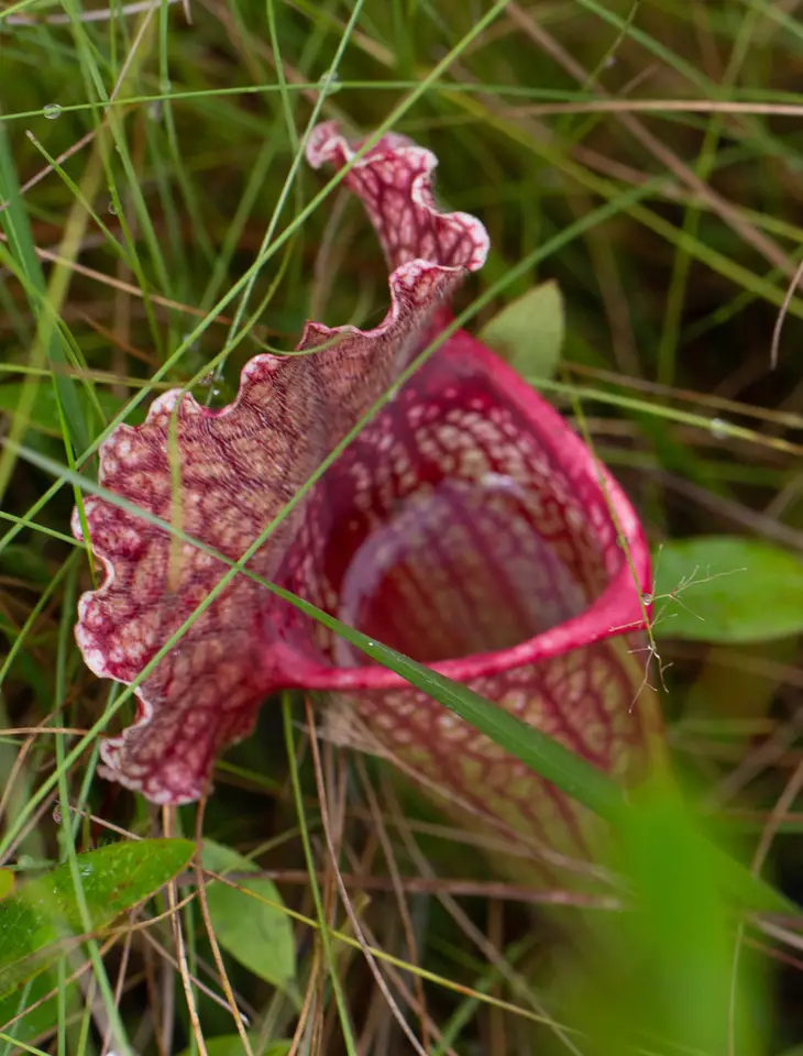 Mitchell's Pitcher Plant (Sarracenia × mitchelliana)